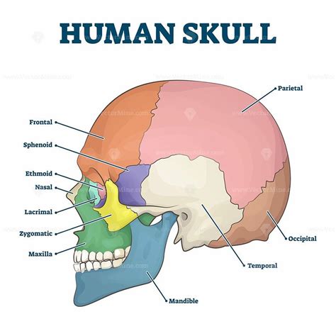 The Skull by 5